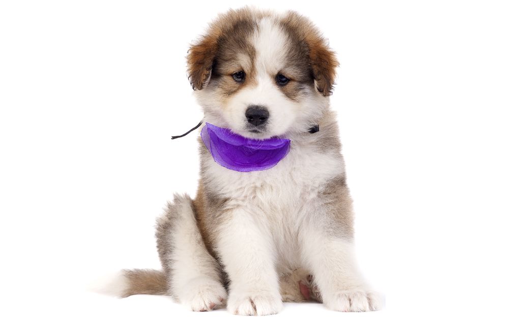 Bucovina Shepherd Breed Dog Breed Information Pictures