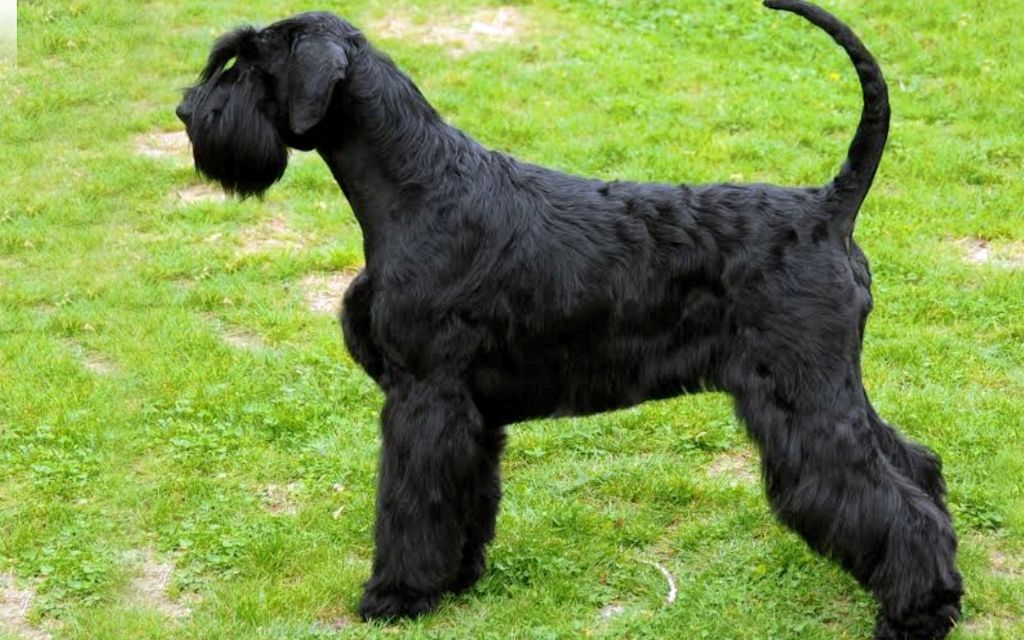 Giant Schnauzer Puppies Breed information & Puppies for Sale