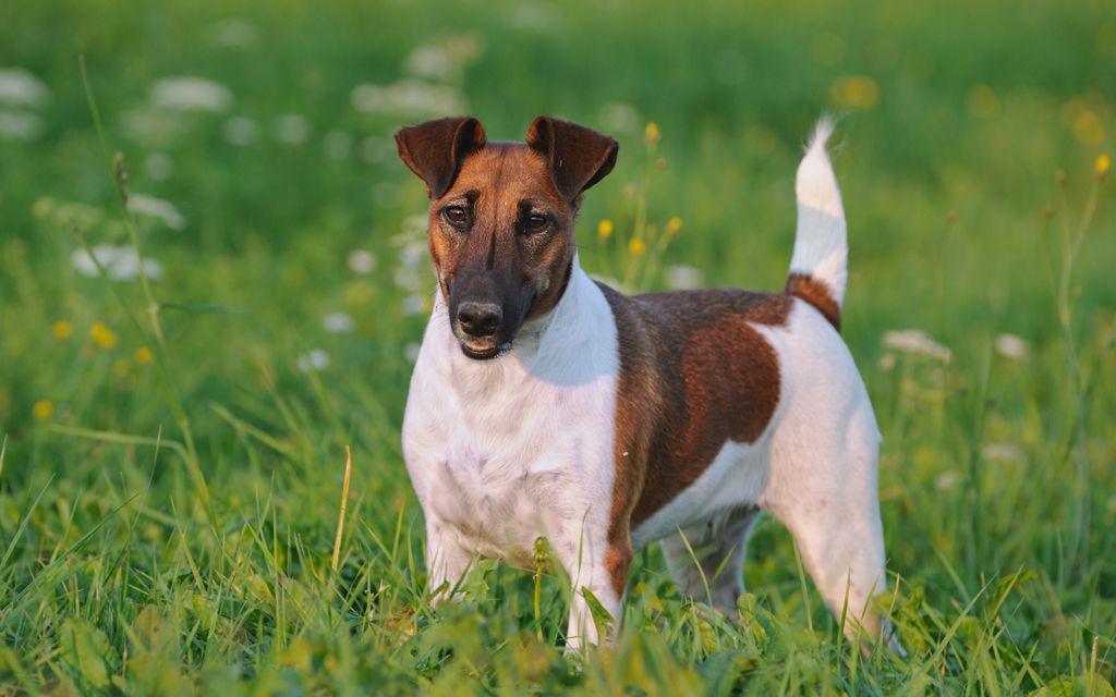 ginger fox terrier