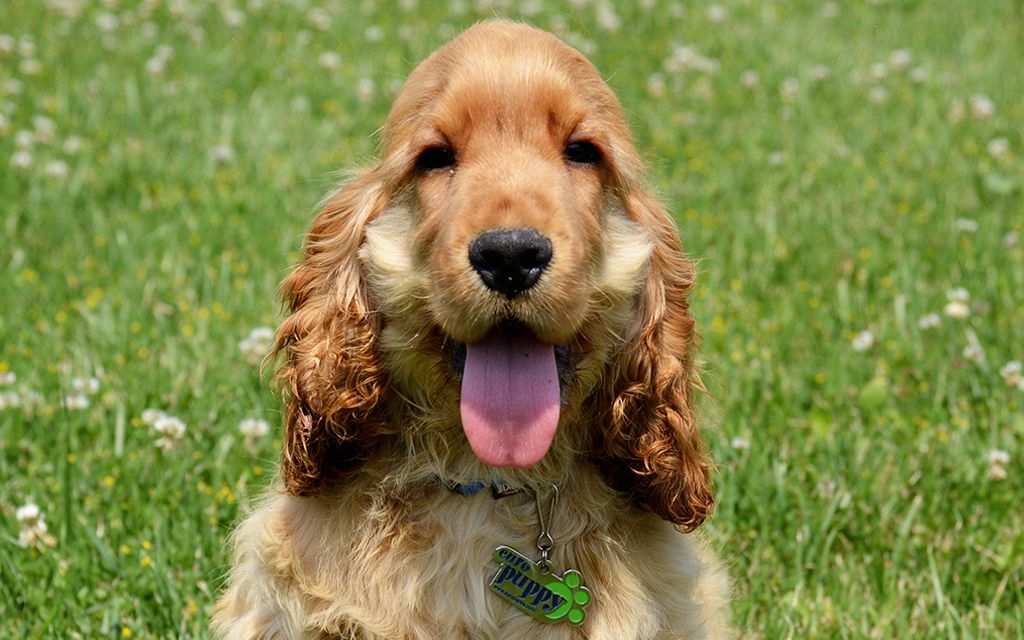 english cocker spaniel breeders english cocker spaniel breeders