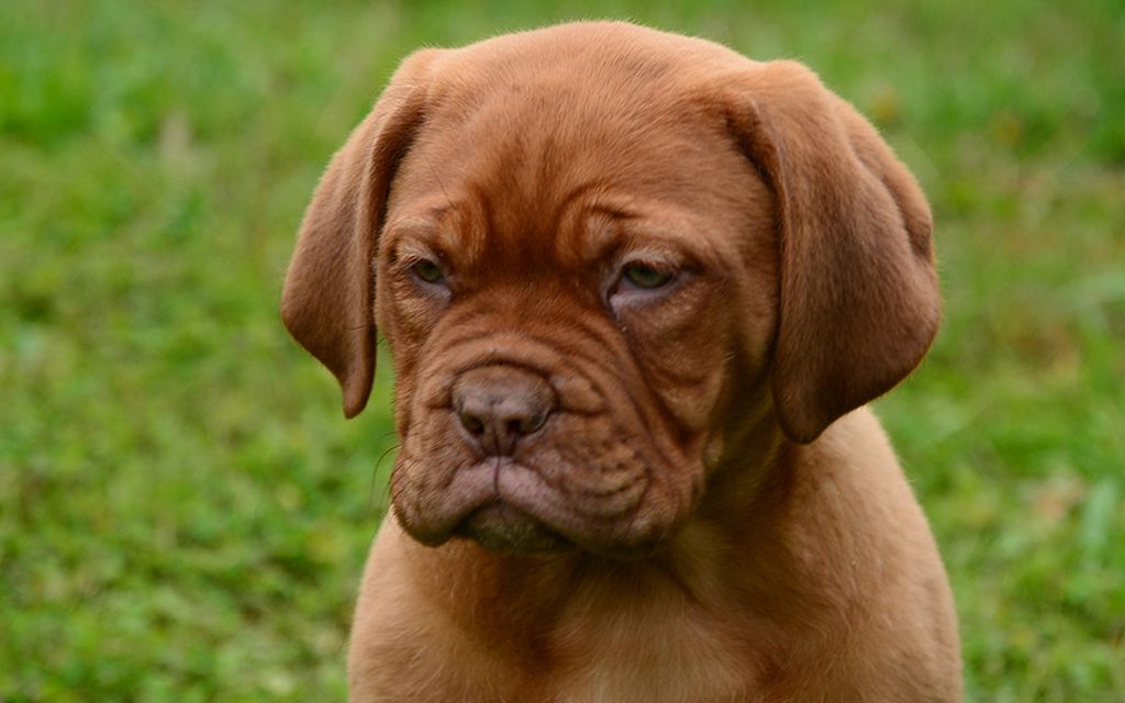 Dogue de Bordeaux Puppies Breed information & Puppies for Sale