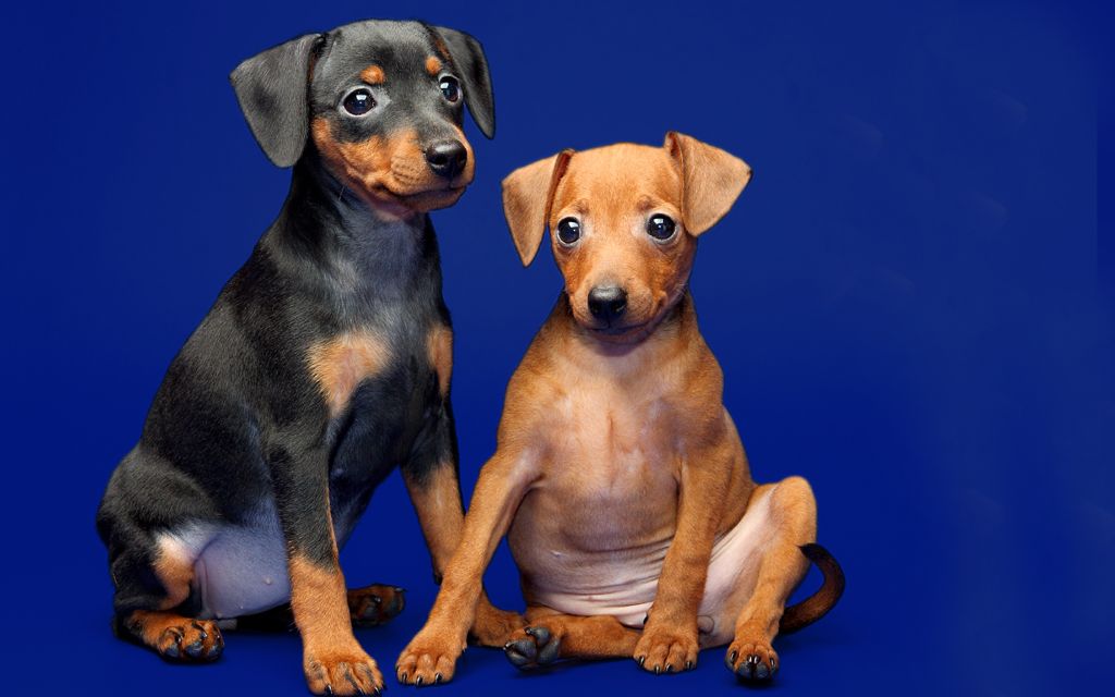 Miniature Pinscher Puppies Breed information & Puppies for ...