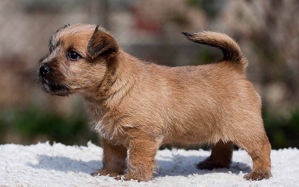 norwich terrier stuffed animal