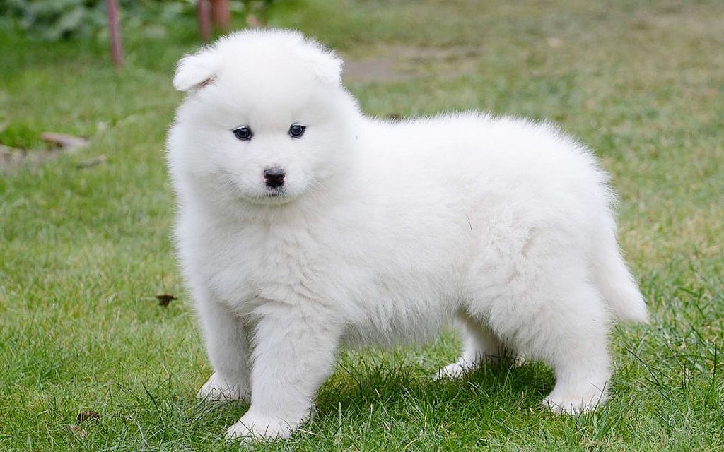 samoyed dog puppy