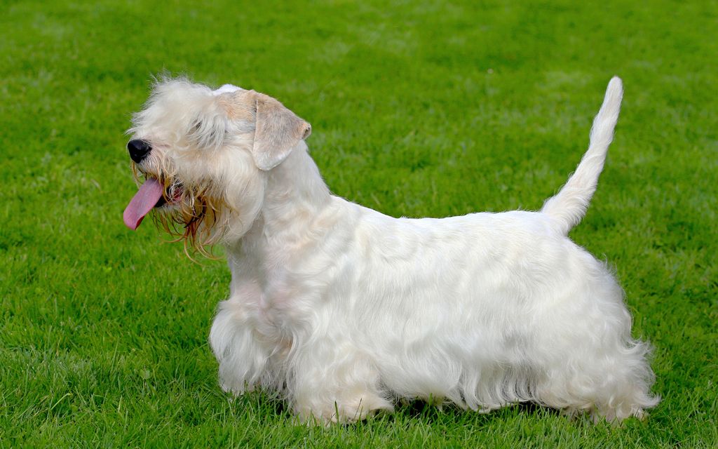 sealyham terrier