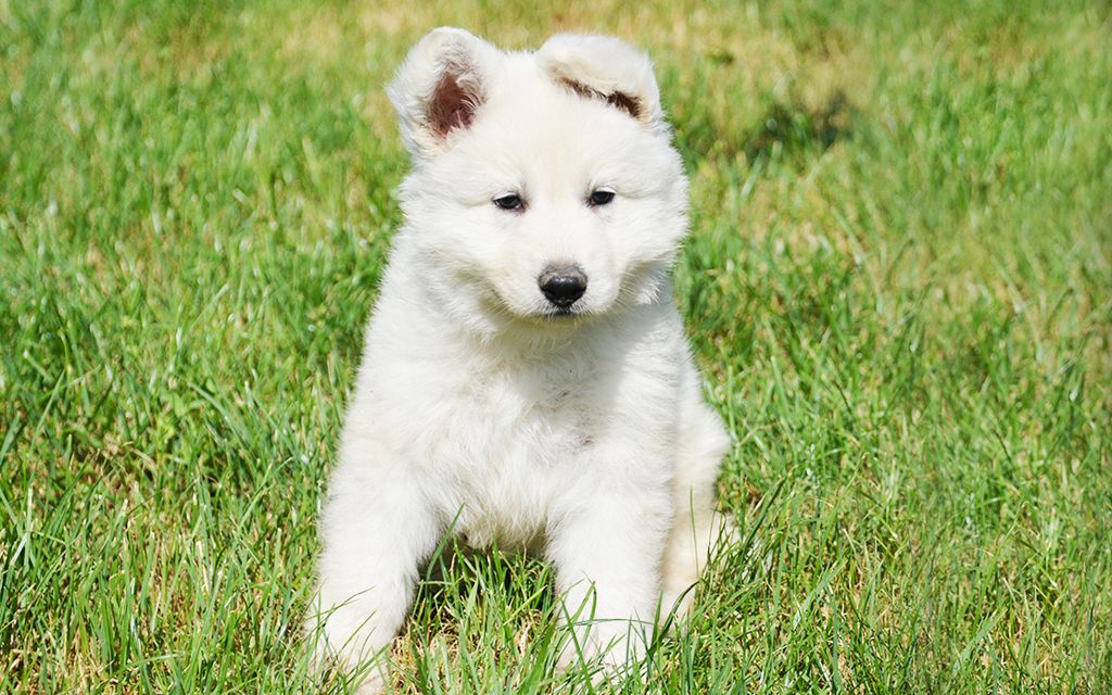 White Swiss Shepherds Puppies Breed Information Puppies For Sale