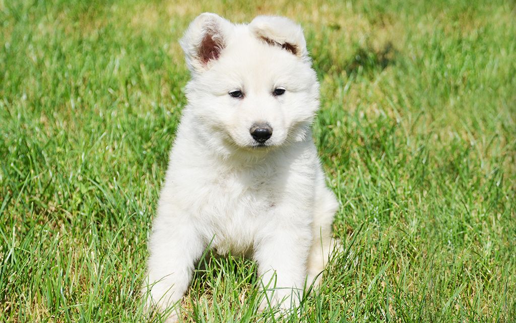 White Swiss Shepherds Puppies Breed information & Puppies for Sale