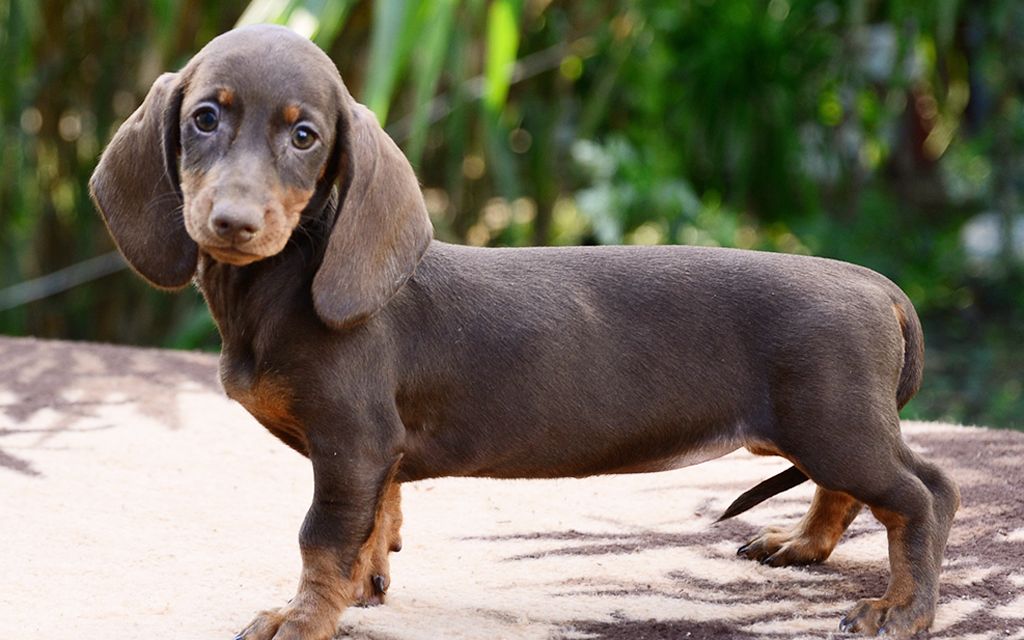 Dachshund Dog Breed Information & Pictures of Puppies