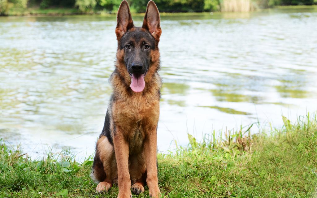 German Shepherd Dog Puppies Breed information & Puppies for Sale