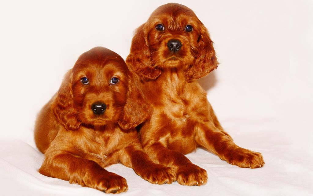 Irish Setter Dog Breed Information & Pictures of Puppies