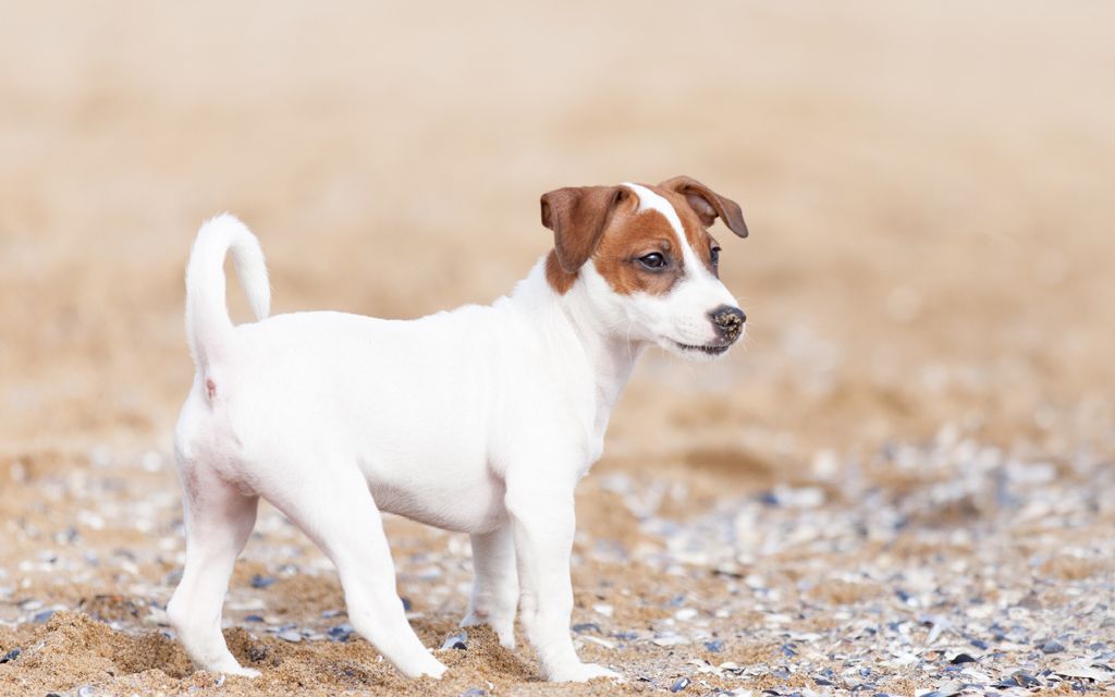 Jack Russell Terrier Puppies Breed Information Puppies For Sale