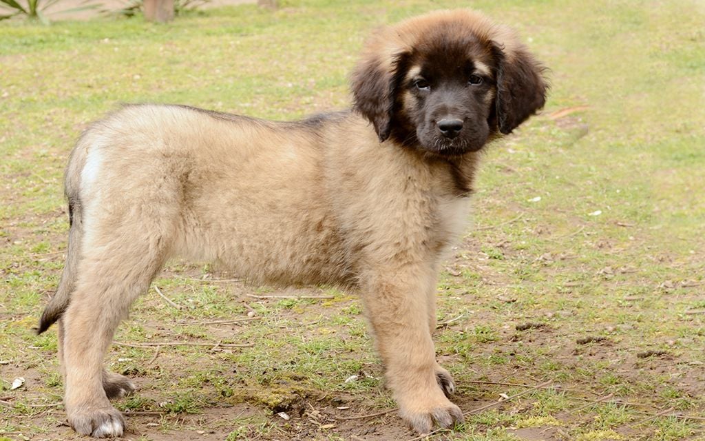 Leonberger Breed Dog Breed Information Pictures