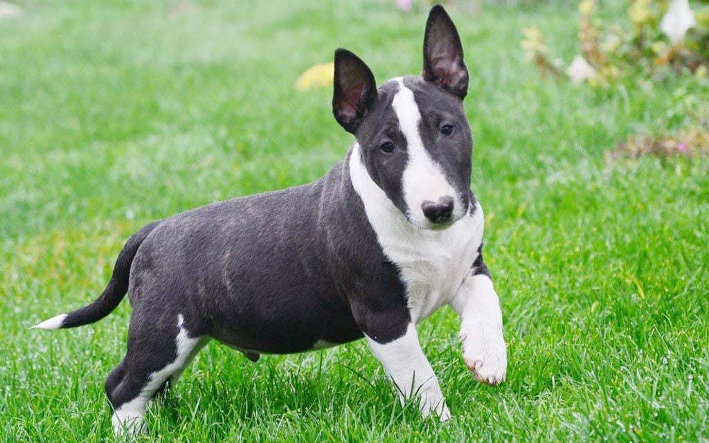 reputable bull terrier breeders