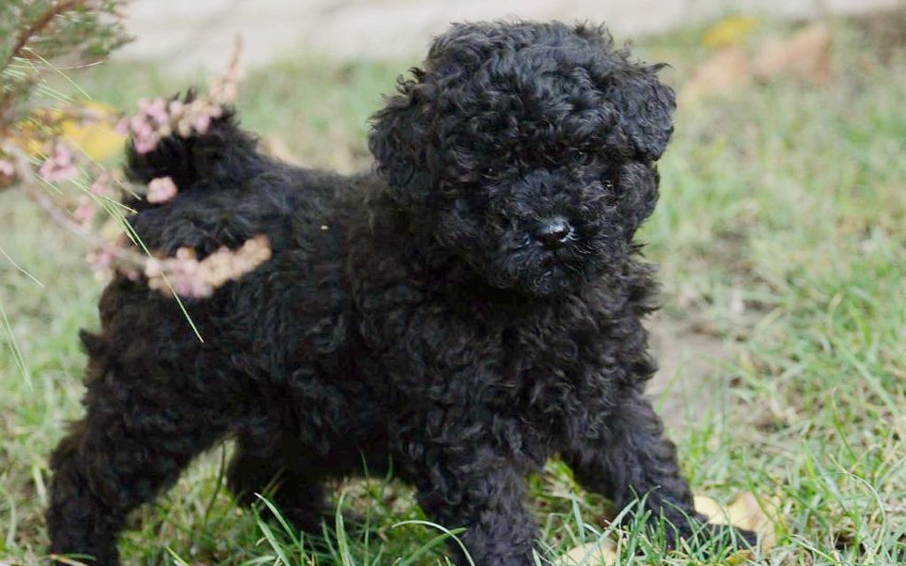 Puli Puppies Breed information & Puppies for Sale
