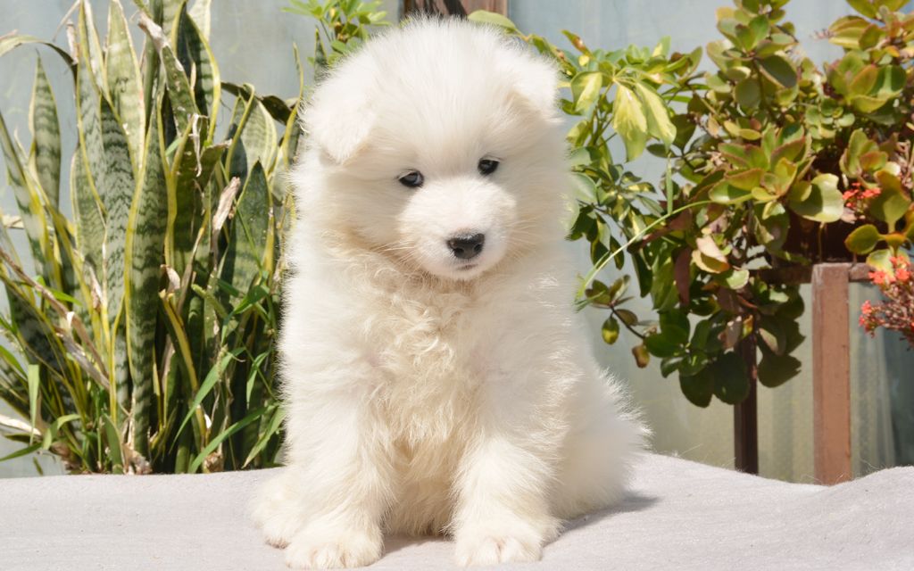 how much are samoyed puppies samoyed puppies breed information puppies for sale how much are samoyed puppies samoyed puppies breed information puppies for sale