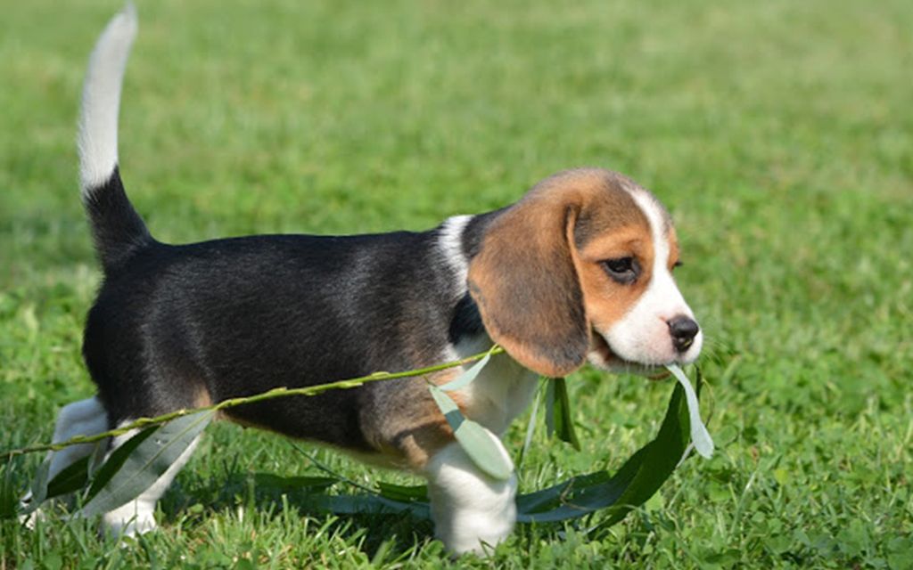Beagle Dogs For Sale In Sri Lanka