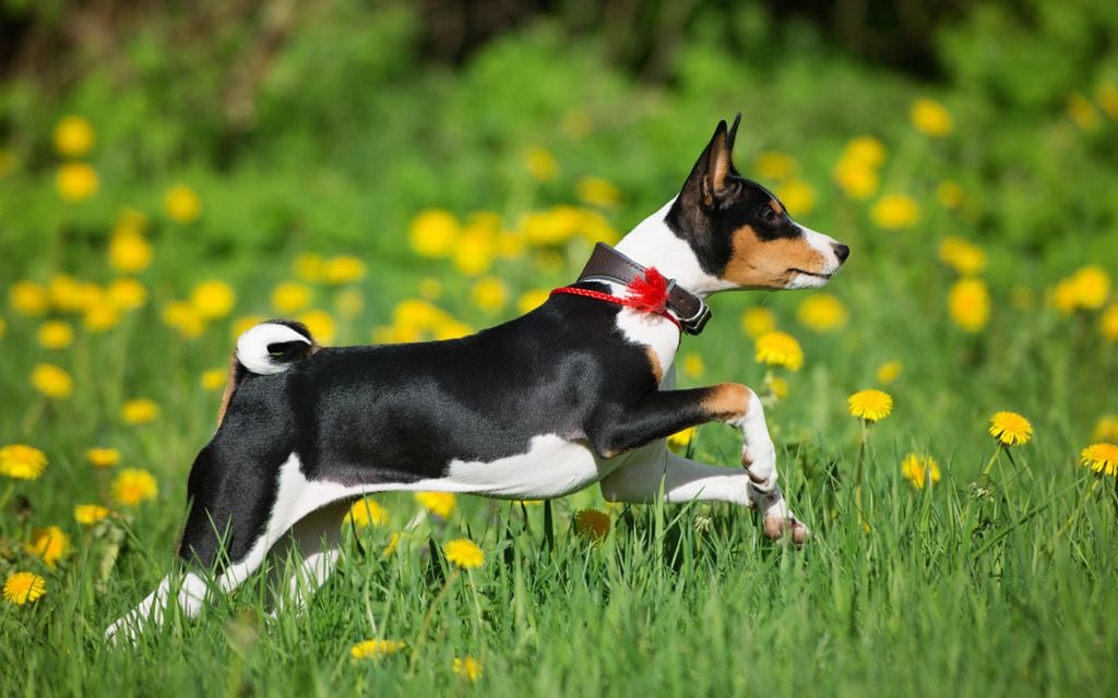 Basenji Puppies Breed information & Puppies for Sale