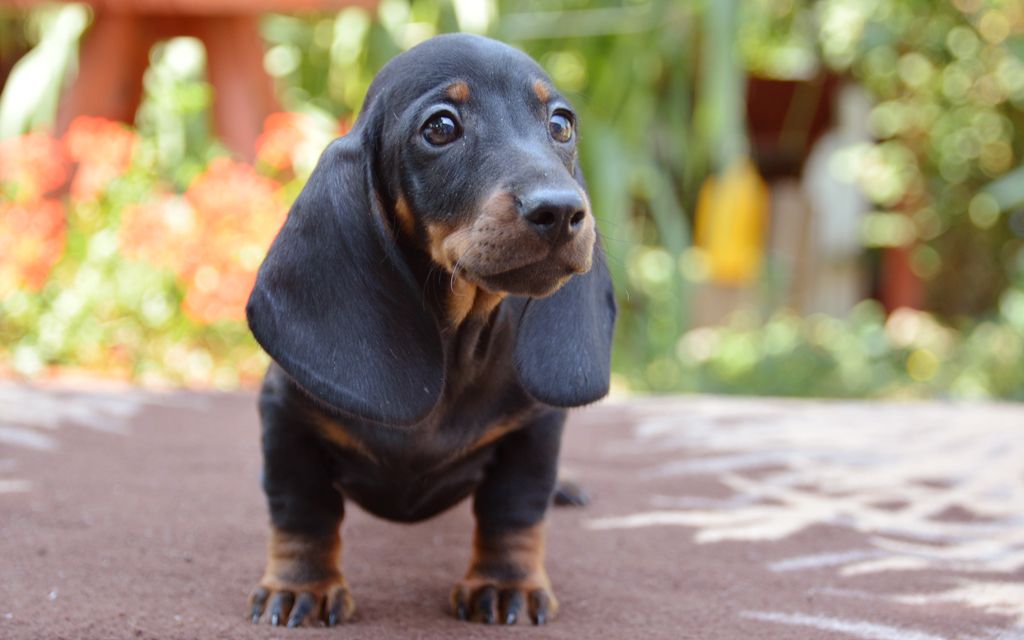 Dachshund Dog Breed Information Pictures Of Puppies