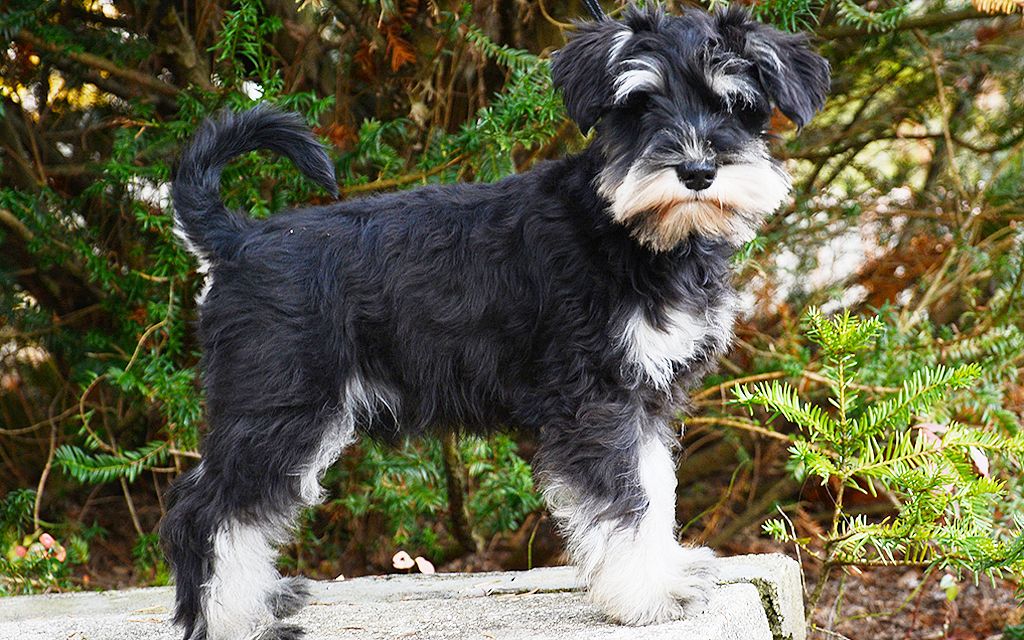 「Miniature Schnauzer」の画像検索結果