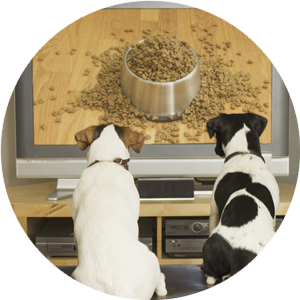 Euro Puppy Videos Euro Puppy Videos
