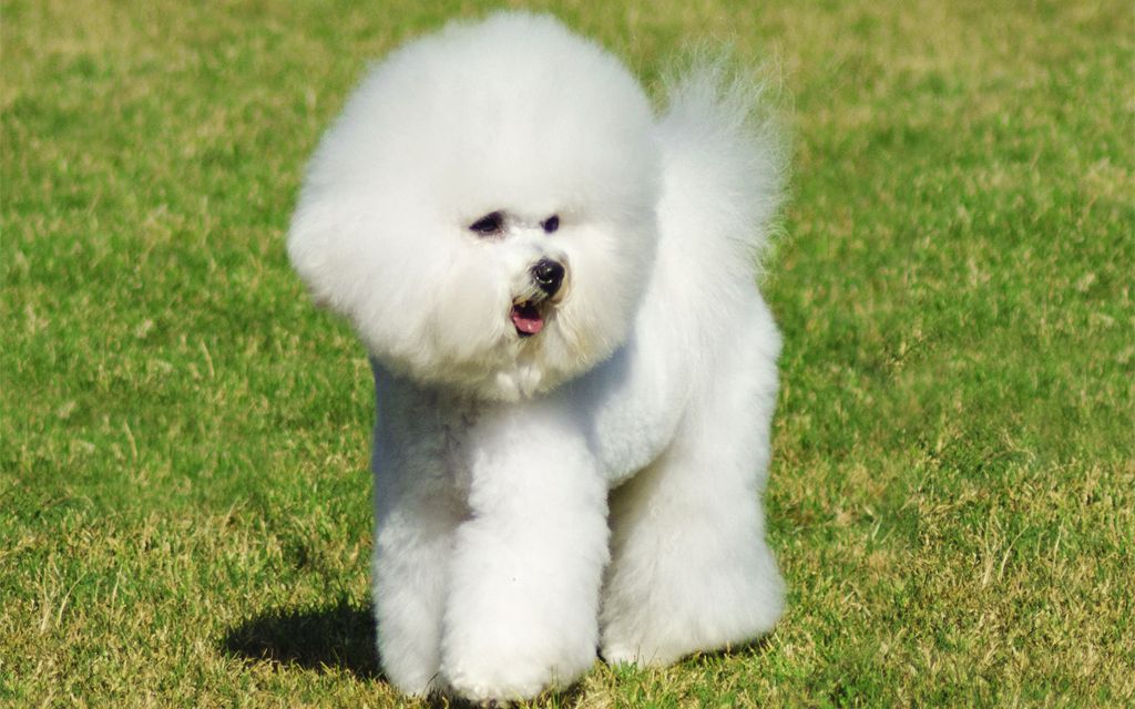 bichon frise puppies for sale in sc bichon frise puppies for sale foto 2017 bichon frise puppies for sale in sc bichon frise puppies for sale foto 2017