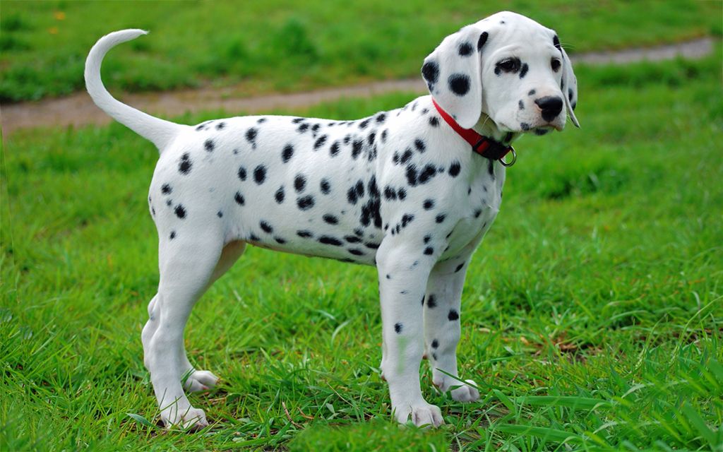 34 Top Pictures Dalmatian Puppy Price In Nepal / Dalmatian Novelty Bank Note Dog Puppy Put In Christmas Birthday Card Ideal Gift 1 99 Picclick Uk
