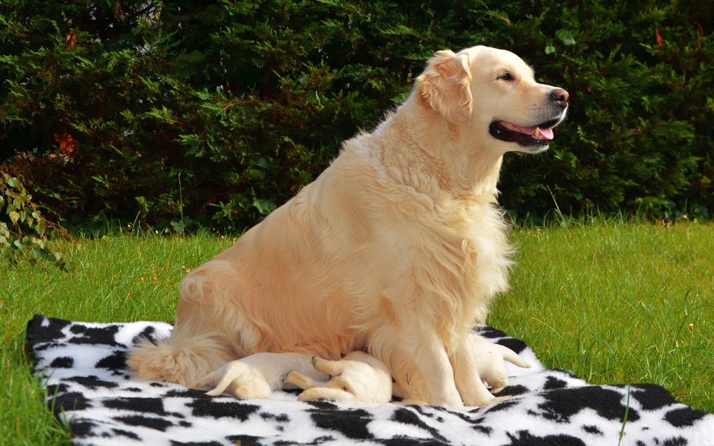 golden retriever puppies information golden retriever puppies breed information puppies for sale golden retriever puppies information golden retriever puppies breed information puppies for sale
