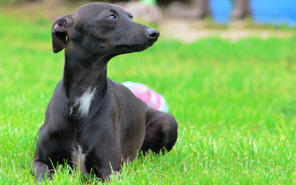 black greyhound puppy