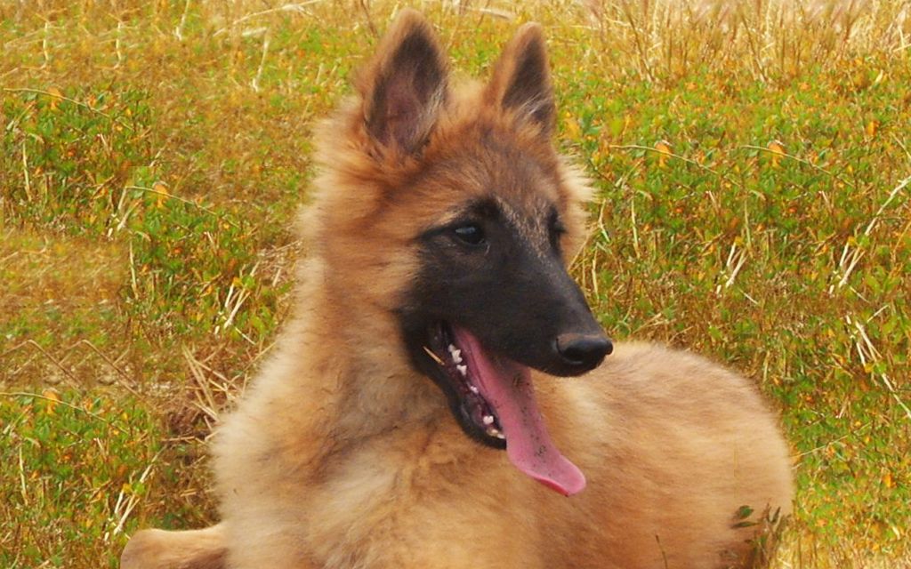 belgian shepherd dog price in pakistan belgian tervuren puppies breed information u0026 puppies for sale belgian shepherd dog price in pakistan belgian tervuren puppies breed information u0026 puppies for sale
