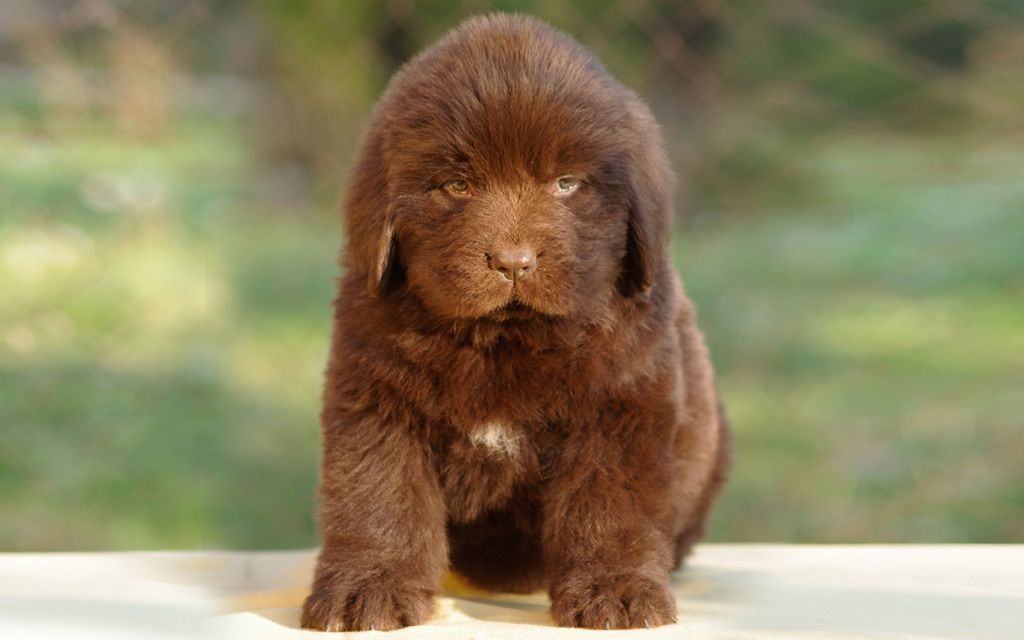 brown newfoundland puppies newfoundland puppies breed information puppies for sale brown newfoundland puppies newfoundland puppies breed information puppies for sale