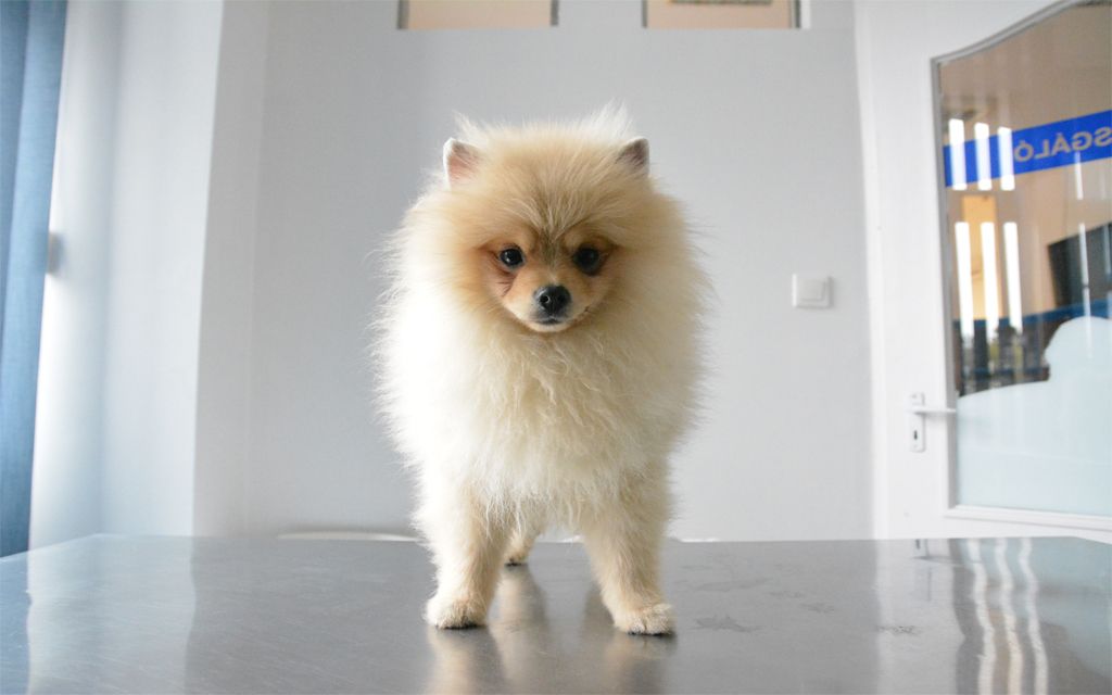 pomeranian lifespan in human years pomeranian puppies breed information puppies for sale pomeranian lifespan in human years pomeranian puppies breed information puppies for sale