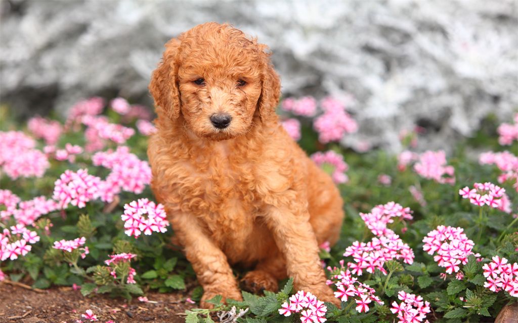 red standard poodle puppy cut