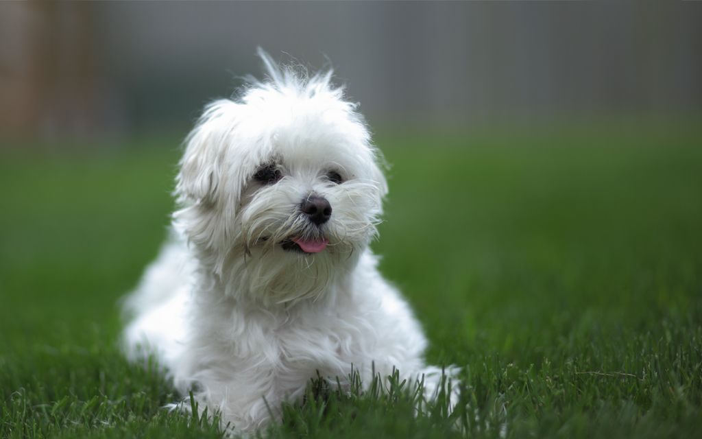 bolognese puppies for sale bolognese puppies breed information puppies for sale bolognese puppies for sale bolognese puppies breed information puppies for sale