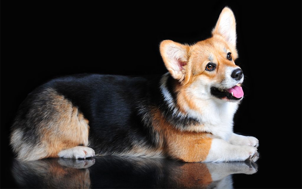 corgi puppies for sale ohio cardigan corgi puppies for sale ohio zip sweater corgi puppies for sale ohio cardigan corgi puppies for sale ohio zip sweater