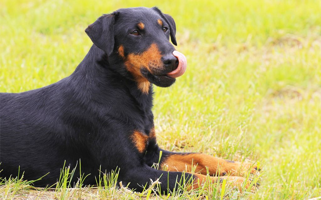 german jagdterrier puppies for sale jagd terrier puppies breed information puppies for sale german jagdterrier puppies for sale jagd terrier puppies breed information puppies for sale