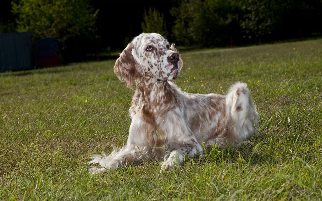 Oldest Breed Of Dog In Europe Oldest Breed Of Dog In Europe