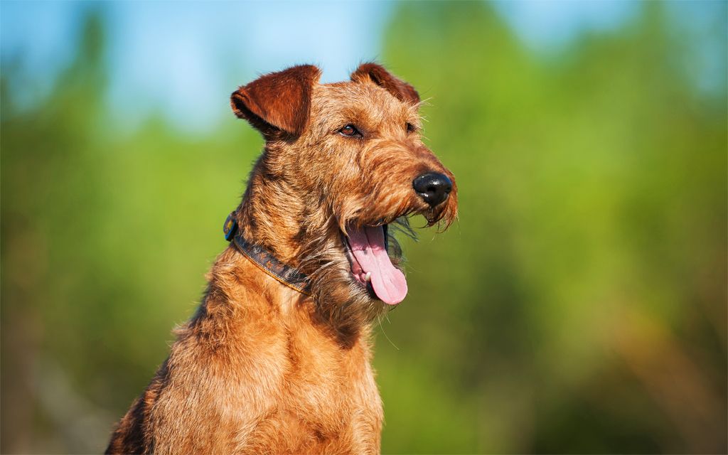 Dog Names Irish Terrier Dog Names Irish Terrier