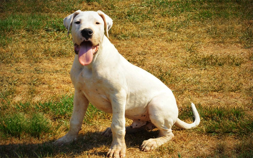 dogo breed dogo argentino puppies breed information puppies for sale dogo breed dogo argentino puppies breed information puppies for sale