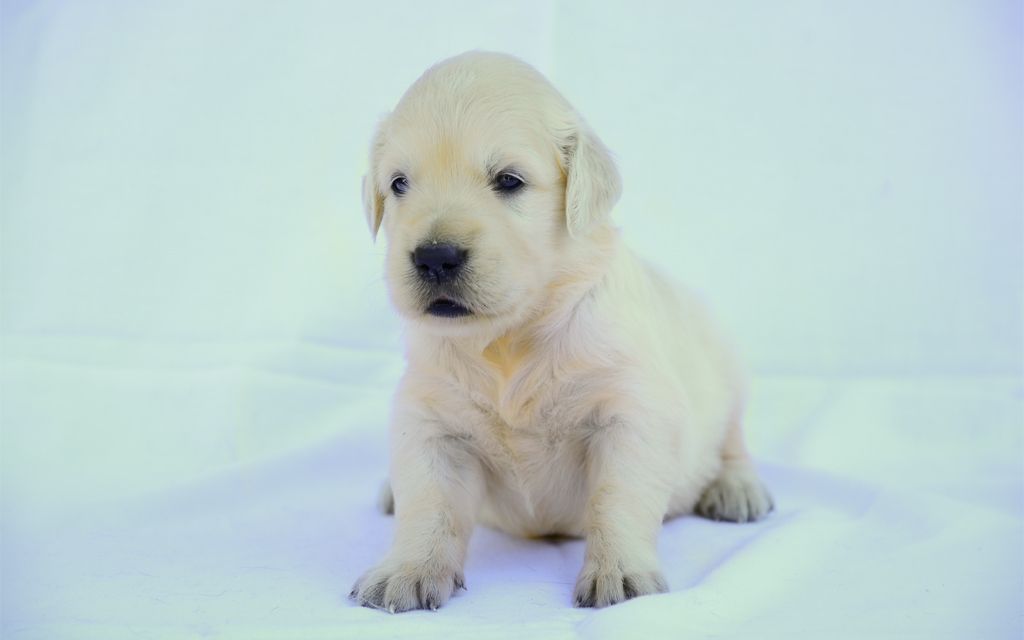 cheap golden retriever puppies for sale in ohio golden retriever puppies sale dogs in our cheap golden retriever puppies for sale in ohio golden retriever puppies sale dogs in our