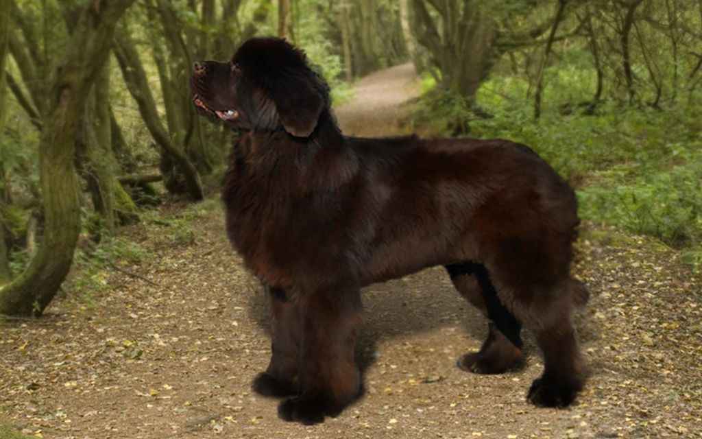 newfoundland span newfoundland puppies breed information puppies for sale newfoundland span newfoundland puppies breed information puppies for sale