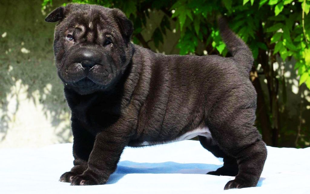 Chinese Shar Pei Dog Black Chinese Shar Pei Dog Black