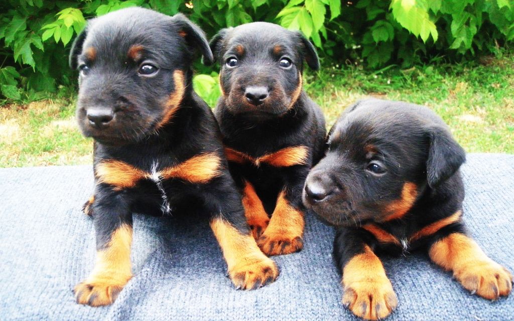 jagdterrier puppies jagd terrier puppies breed information puppies for sale jagdterrier puppies jagd terrier puppies breed information puppies for sale