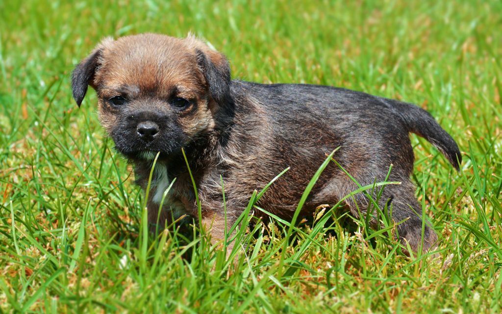 border terrier puppies border terrier puppies www imgkid the image kid has it border terrier puppies border terrier puppies www imgkid the image kid has it