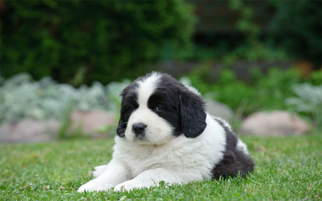 Landseer Puppies Breed Information Puppies For Sale
