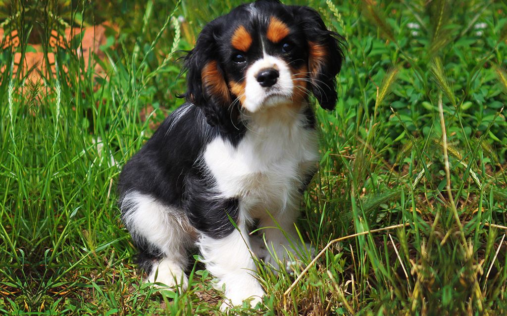 Tricolor Cavalier King Charles Puppy Tricolor Cavalier King Charles Puppy image