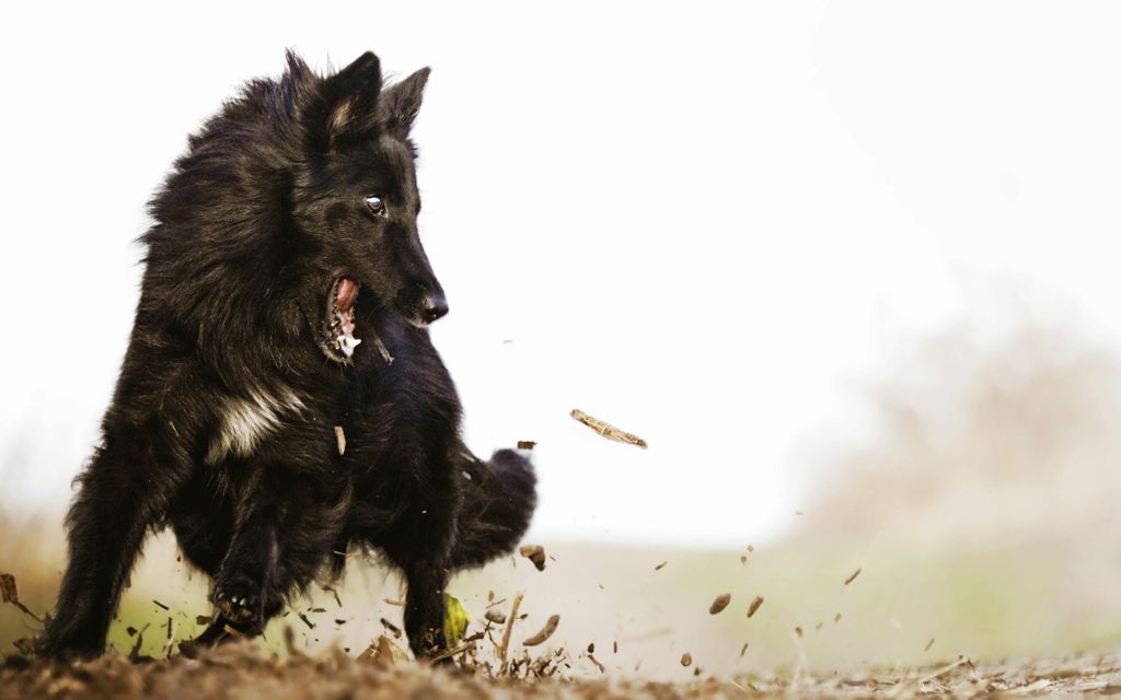 belgian shepherd groenendael for sale groenandael belgian shepherd puppies breed information u0026 puppies belgian shepherd groenendael for sale groenandael belgian shepherd puppies breed information u0026 puppies