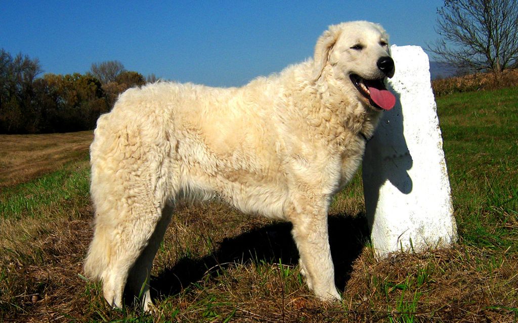 Kuvasz Puppies Breed information & Puppies for Sale