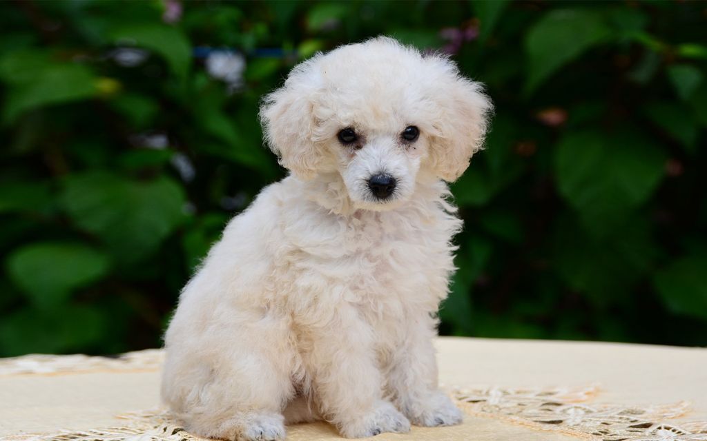 white poodle puppy informaci 243 n de perros de la raza caniche miniatura perros en venta white poodle puppy informaci 243 n de perros de la raza caniche miniatura perros en venta