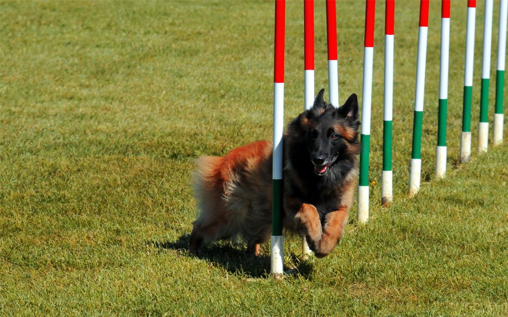 belgian sheepdog breeders canada belgian tervuren puppies breed information u0026 puppies for sale belgian sheepdog breeders canada belgian tervuren puppies breed information u0026 puppies for sale
