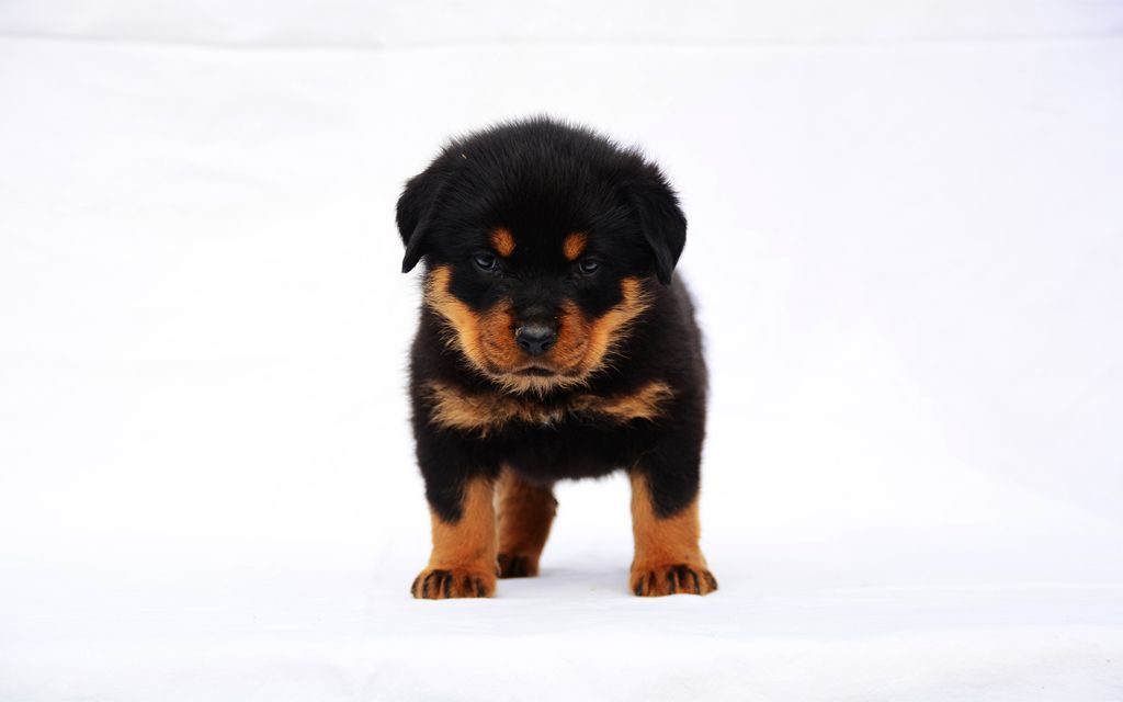 how much is a rottweiler puppy rottweiler puppies for sale philippines 2015 dogs our friends photo how much is a rottweiler puppy rottweiler puppies for sale philippines 2015 dogs our friends photo